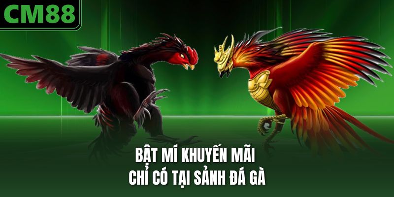 Bật mí khuyến mãi chỉ có tại sảnh đá gà